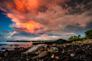 A Bay Slumber Turtle by CJ Kale
