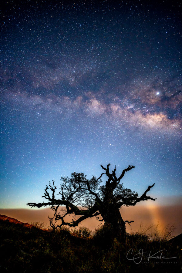 Milkyway Tree Fog Bow by CJ Kale
