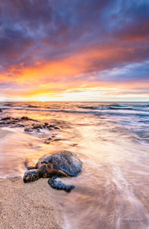 Moments Of Light Turtle by CJ Kale