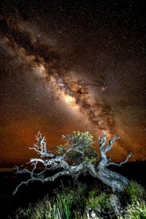 Star Tree Again by CJ Kale