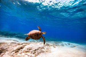 Turtle Leads Into The Deep by CJ Kale