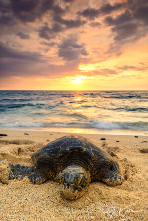Turtle Sunset Sand Mustache by CJ Kale